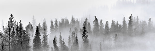 panoramic-3-piece-canvas-print-foggy-forest-panorama