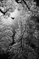 acrylic-print-flight-x