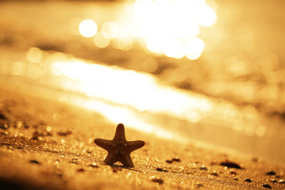 poster-print-the-starfish
