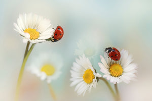 canvas-print-springtime-xtp
