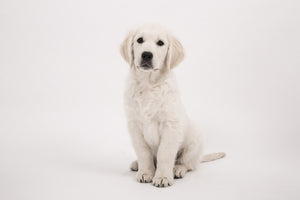 acrylic-print-sweet-golden-retriever-puppy