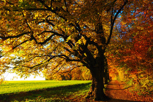 modern-3-piece-canvas-print-trees-in-the-autumn
