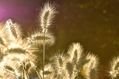poster-print-the-ornamental-grass