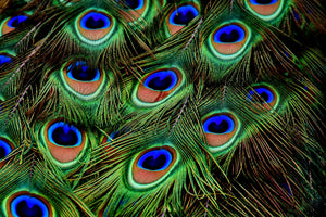 framedcanvas-print-peacock-feathers-xxl