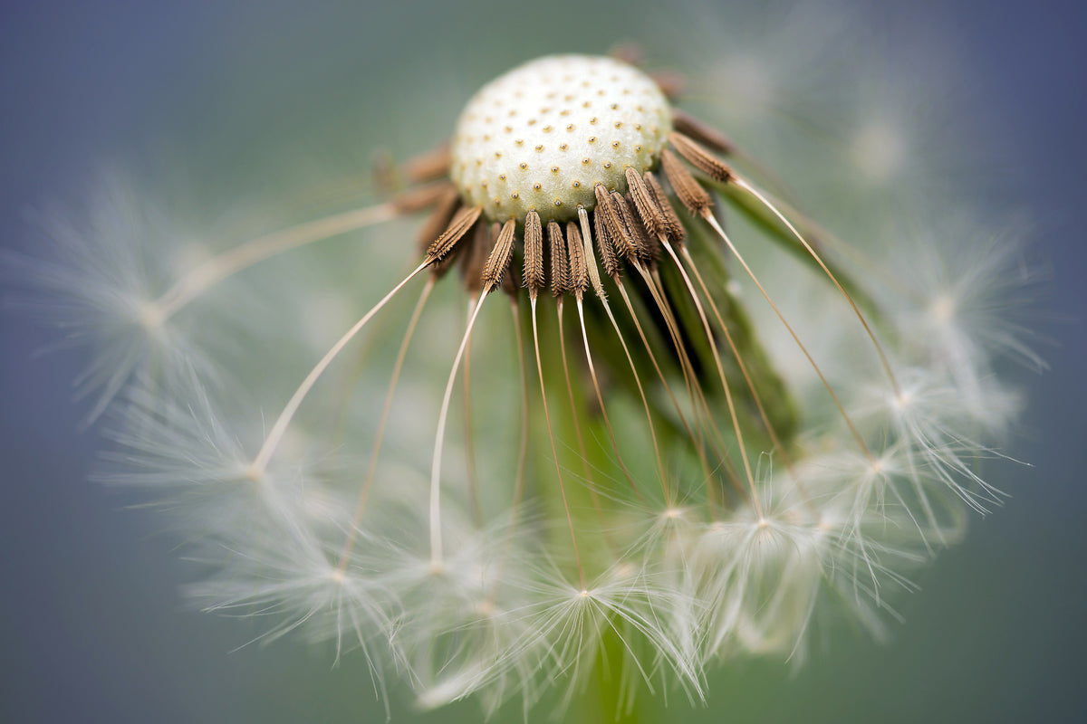 canvas-print-dandelion-close-up