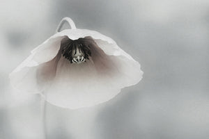 modern-3-piece-canvas-print-ephemeral-beauty-ii