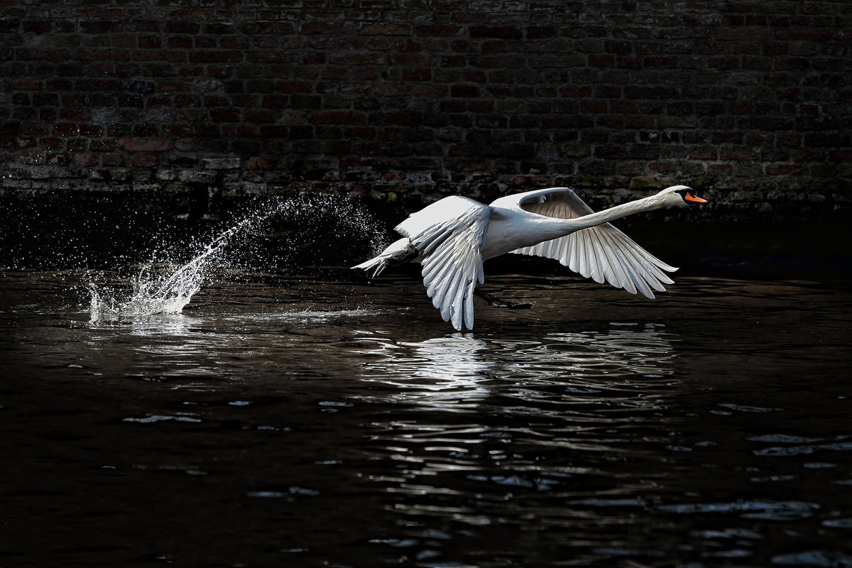 framedcanvas-print-flying-swan