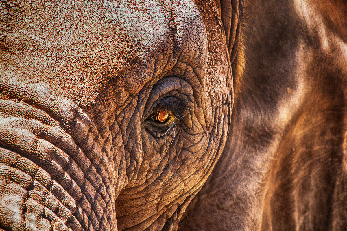 canvas-print-the-look-of-the-elephant