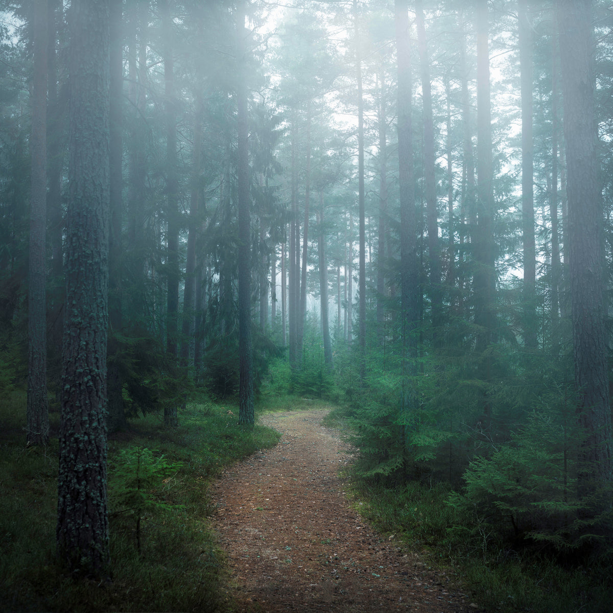 9-piece-canvas-print-the-forest-of-secrets