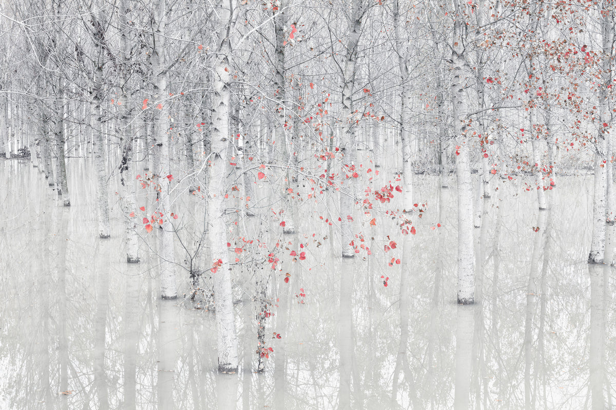 poster-print-red-a-white-x
