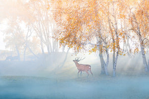 framedcanvas-print-elk-lost-in-mist-x