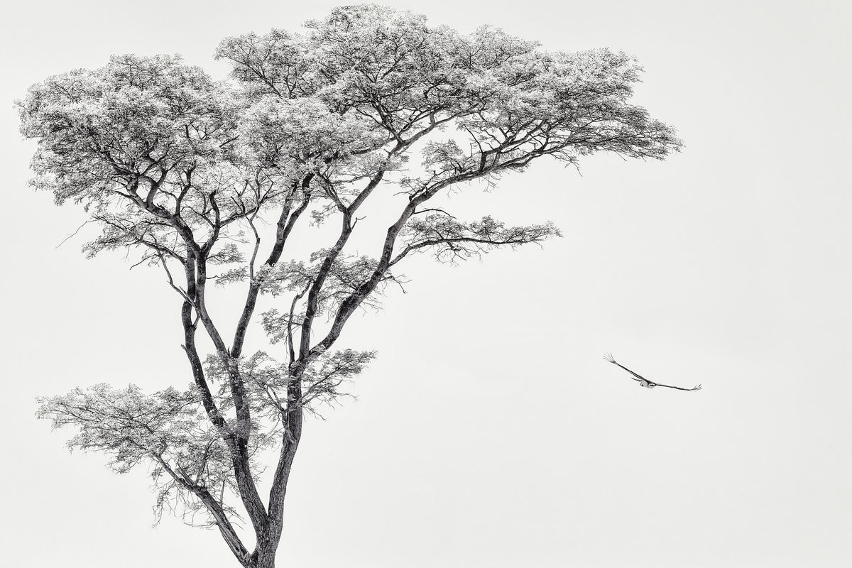 3-piece-acrylic-print-the-african-eagle