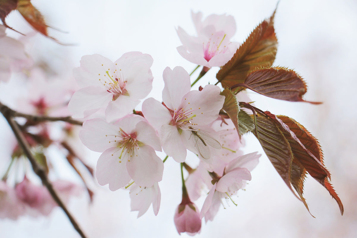 framedcanvas-print-lovely-japanese-cherry