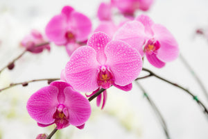 3-piece-acrylic-print-the-symbol-of-orchid