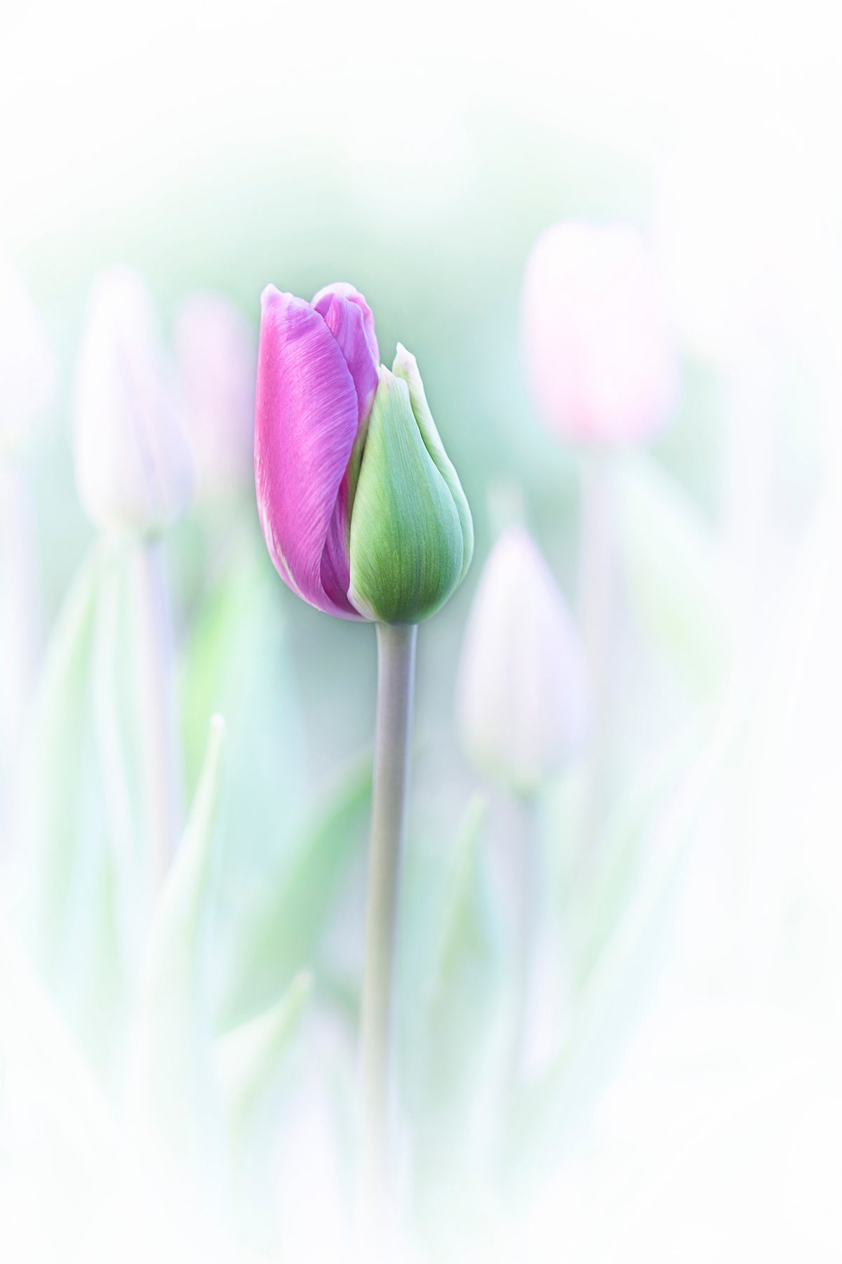 poster-print-elegant-x