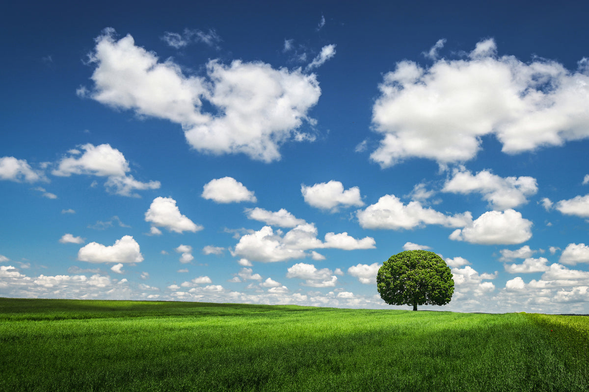 aluminium-print-lonely-tree-x
