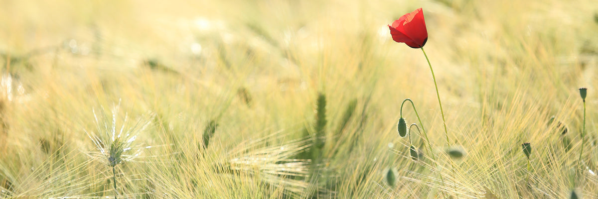 panoramic-aluminium-print-a-poppy-panorama