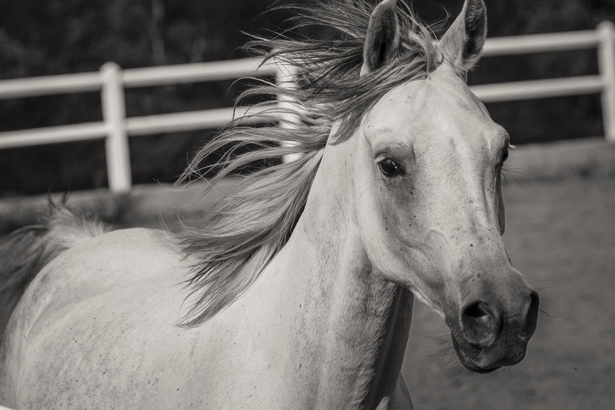 acrylic-print-there-is-a-horse
