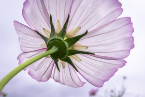 acrylic-print-the-cosmos-flower
