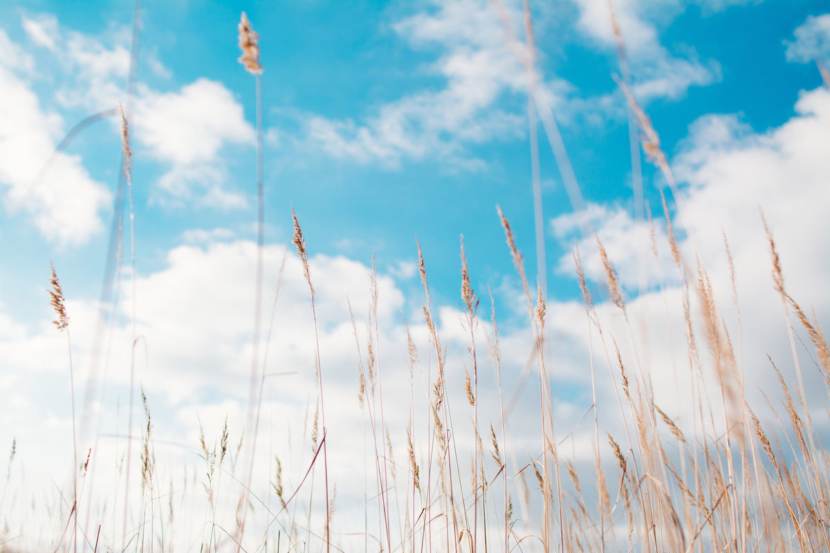 modern-3-piece-canvas-print-blades-of-grass-in-the-sky