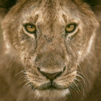 canvas-print-contact-eyes-x