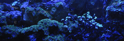 panoramic-poster-print-coral-reef-in-blue-panorama