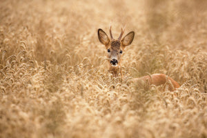 aluminium-print-deer-in-the-field-x