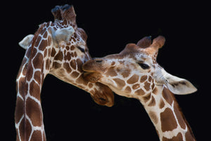 acrylic-print-the-kiss-x