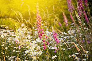aluminium-print-summer-flower-meadow