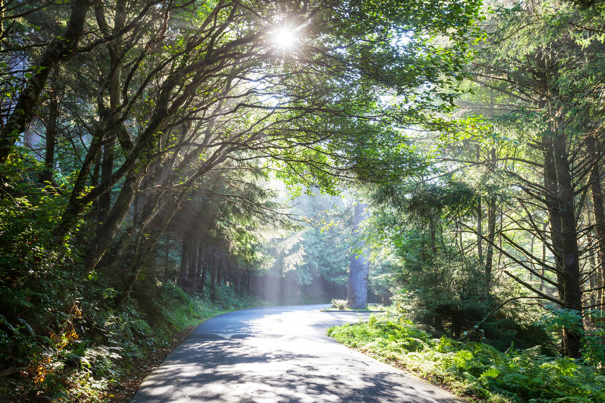 modern-3-piece-canvas-print-sunny-forest-path