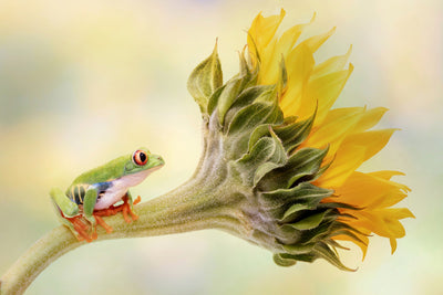 poster-print-red-eyed-tree-frog-on-a-sunflower-x