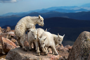 framedcanvas-print-baby-goats-at-play-x