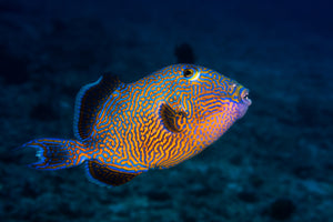 modern-3-piece-acrylic-print-blue-triggerfish