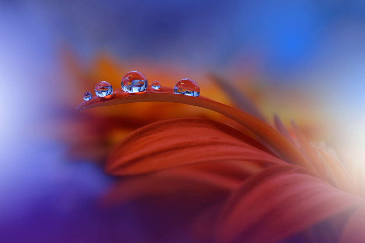3-piece-canvas-print-metamorphosis