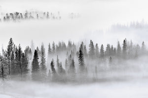 acrylic-print-foggy-forest