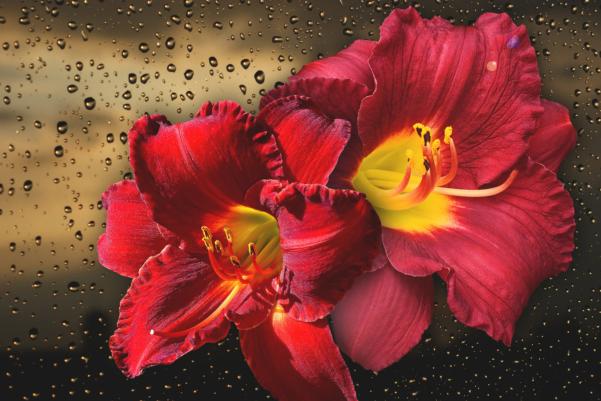 modern-3-piece-aluminium-print-lily-flowers-with-water-drops