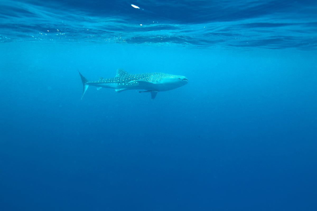 modern-3-piece-aluminium-print-the-whale-shark