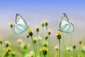 framedposter-print-2-butterflies