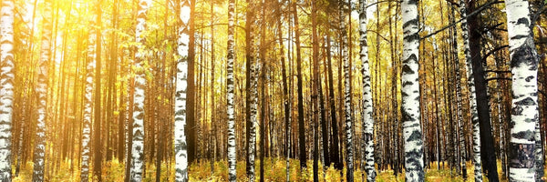 panoramic-3-piece-acrylic-print-birch-forest-panorama