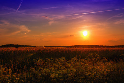 poster-print-sunset-at-the-flower-field
