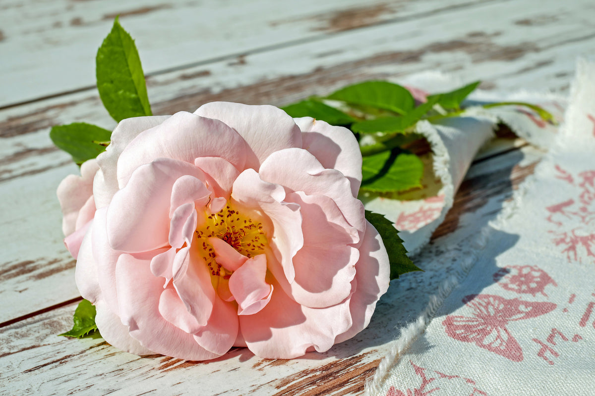 framedposter-print-wild-rose-in-pink
