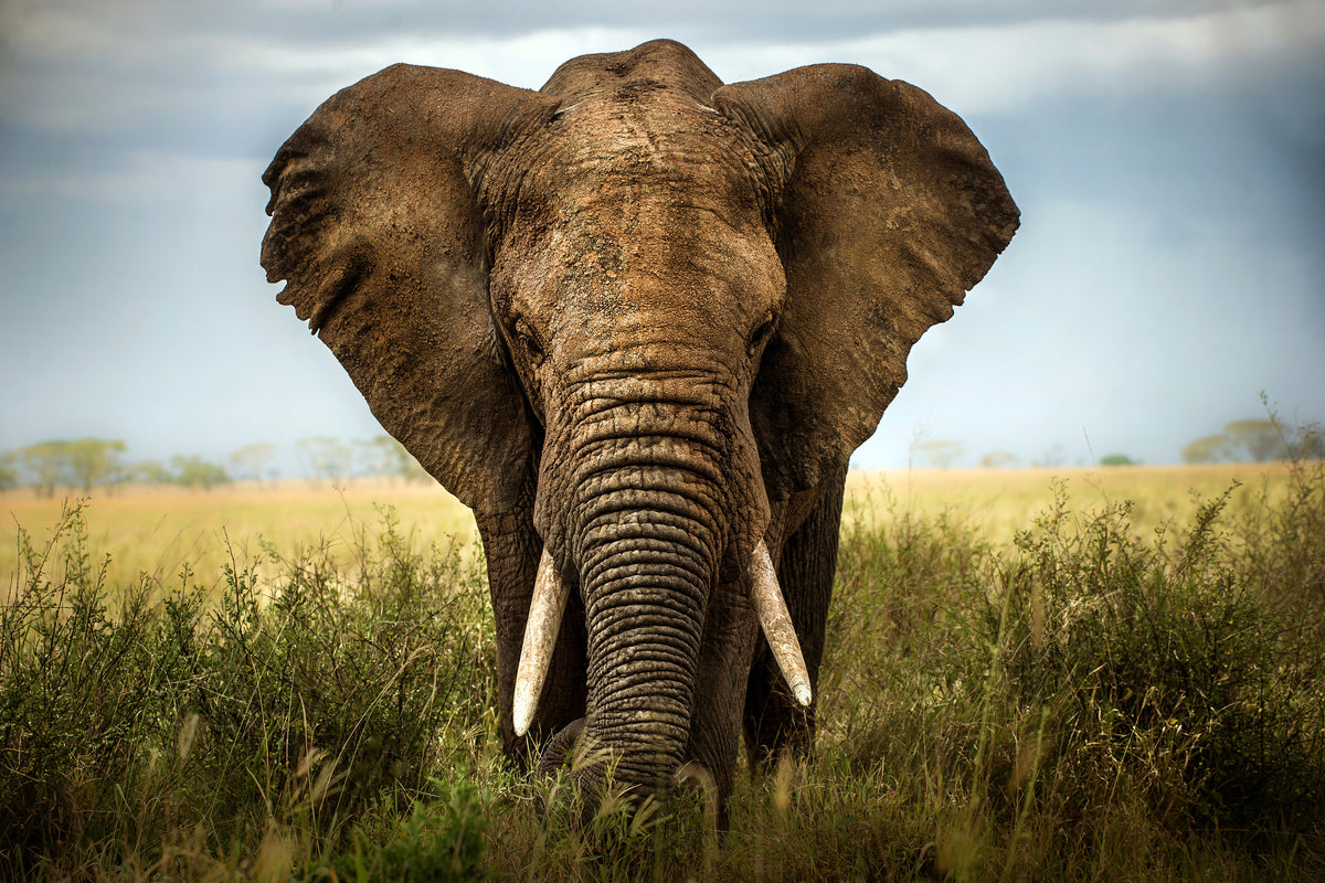 framedcanvas-print-encounters-in-serengeti-x