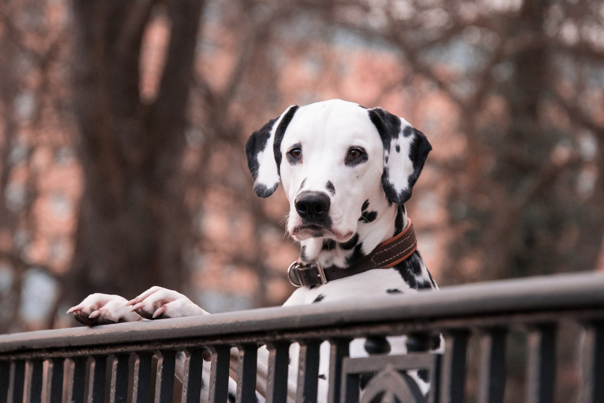 framedcanvas-print-watchful-dalmatian