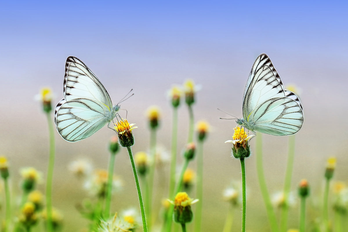 aluminium-print-2-butterflies