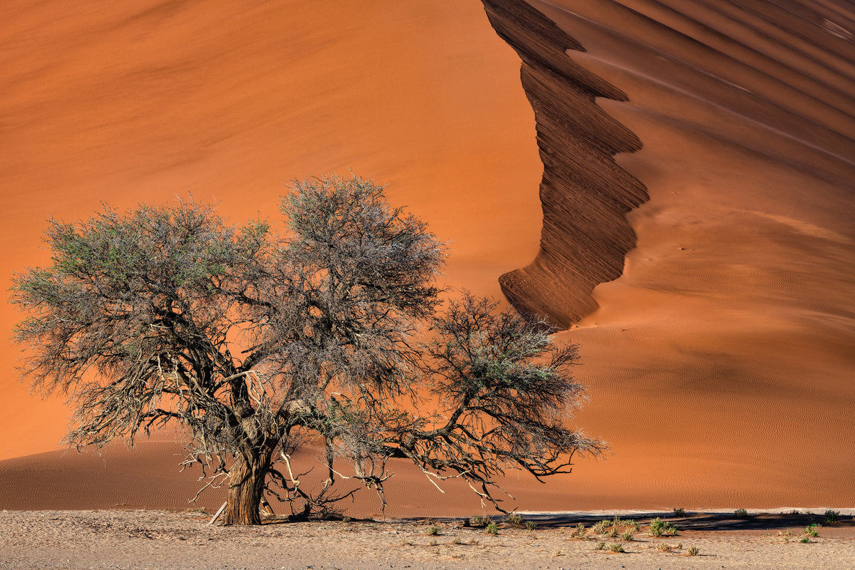 aluminium-print-acacia-in-the-desert-x
