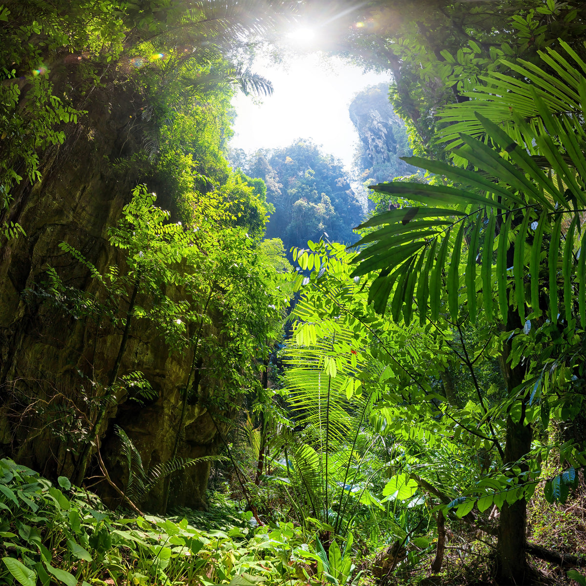 9-piece-acrylic-print-clearing-in-the-jungle