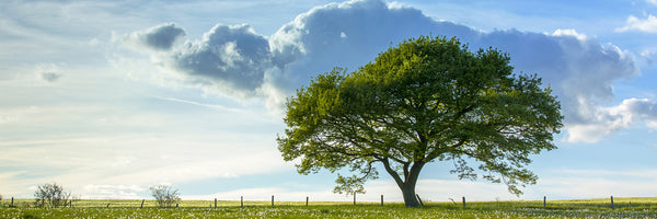 panoramic-acrylic-print-spring-tree-panorama