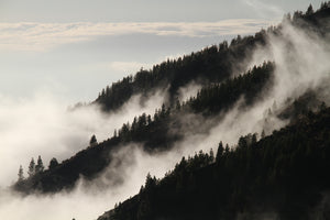3-piece-acrylic-print-fog-in-the-woods