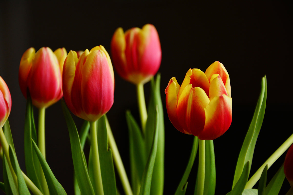 framedposter-print-colorful-tulips