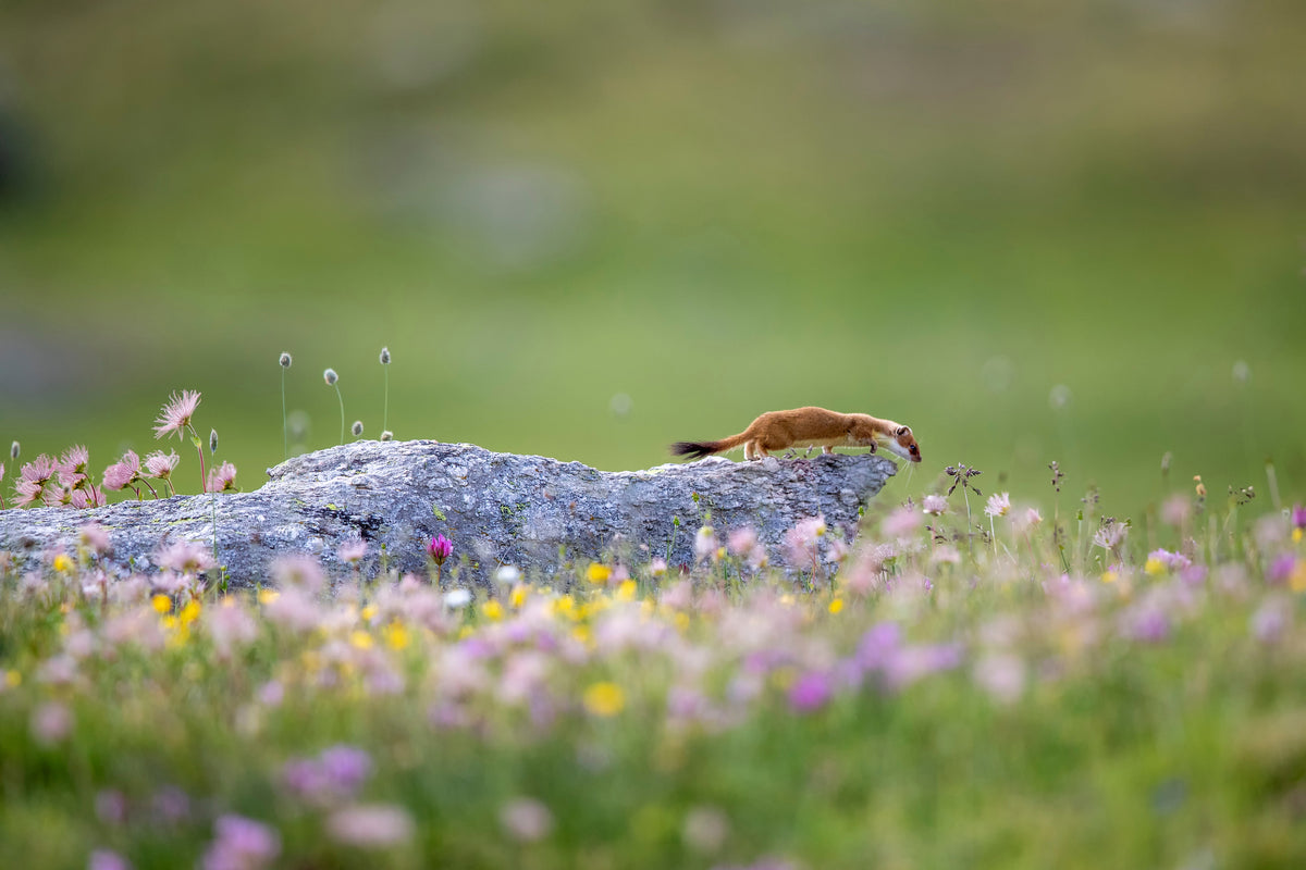 poster-print-ermine-on-patrol-x